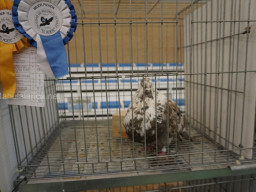 XIV Concurso Exposición de Palomas de Raza en Mula 2024